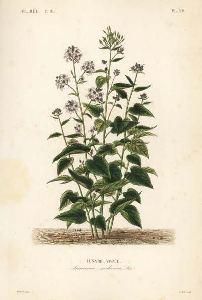 Perenn honesty, Lunaria rediviva, Lunaire vivace av Unbekannt