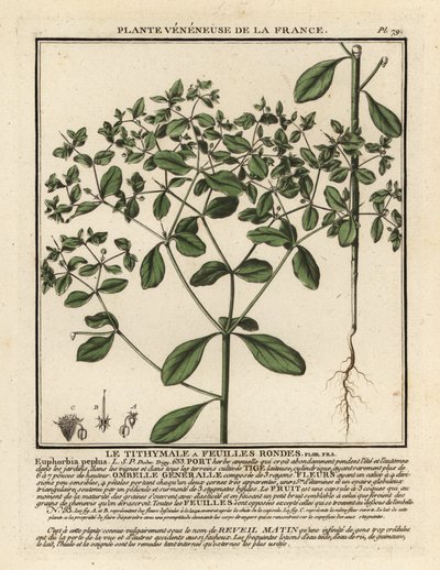 Petty spurge, Euphorbia peplus. av Unbekannter Künstler