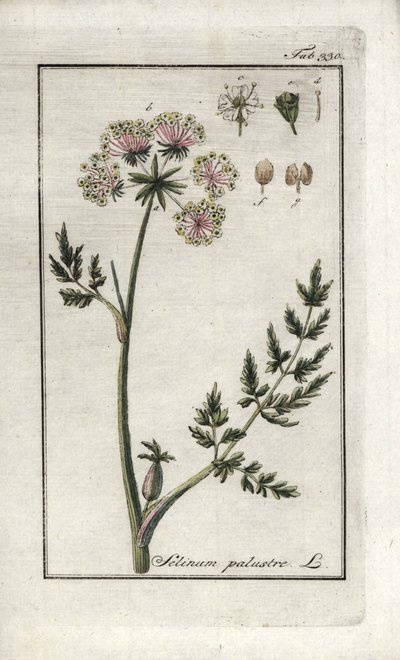 Selinum marsh (Selinum marsh) eller kärrpersilja. Litografi från "Afbeelding der Artseny-Gewassen" av Johannes Zorn (1739-1799), Nederländerna av Unbekannter Künstler