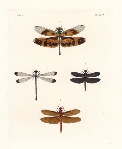 Bild på trollslända, Rhyothemis variegata 1, fulvous forest skimmer, Neurothemis fulvia 2, pied paddy skimmer, Neurothemis tullia 3, och shadowdamsel, Palaemnema paulina 4. Handkolorerad litografi från John O. Westwoods nya utgåva av Dru Drurys "Il av Unbekannter Künstler