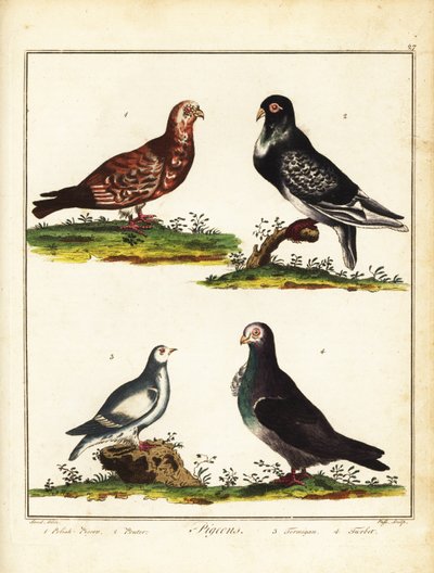 Duvor: Polsk duva, pipare, ripa och turbit. 1792 (gravyr) av Unbekannter Künstler