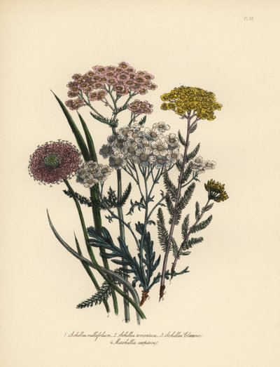 Rosablommig vitsippa, Achillea milfolium, gullviva, Achillea tomentosa, Clavenas silverbladiga vitsippa, Achillea clavenae, och tuvtåtel, Marshallia caespitosa. Handgjord kromolitografi av Henry Noel Humphreys efter en illustration av av Unbekannter Künstler