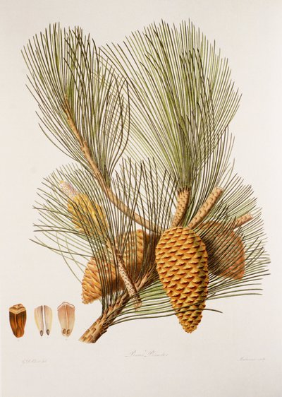 Pinus pinaster/Sea Pine/Maritime Pine av Unbekannt