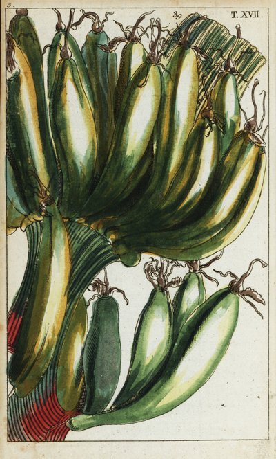 Groblad, Musa x paradisiaca. av Unbekannter Künstler