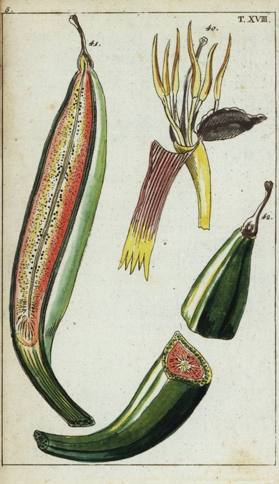 Groblad, Musa x paradisiaca. av Unbekannter Künstler