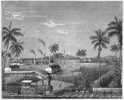 Sockerrörsplantage på Kuba, ca 1880 (gravyr) av Unbekannter Künstler
