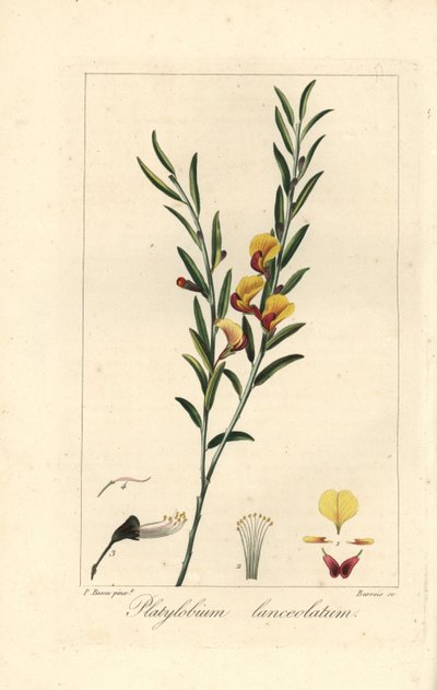 Platylobium lanceolatum, inhemsk i Australien. Handkolorerad stickelgravyr på koppar av Barrois efter en botanisk illustration av Pancrace Bessa från Mordant de Launays "Herbier General de l