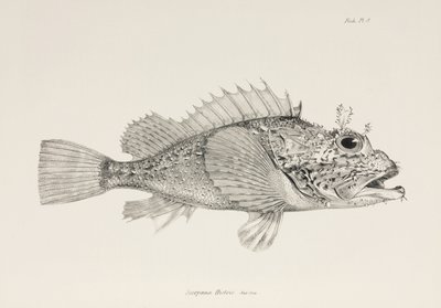 Spelare skorpionfisk, c 1832-1836 av Unbekannter Künstler