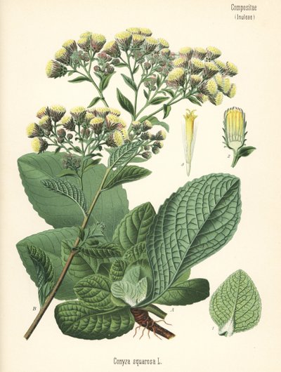 Plogmans spikklubba, Inula conyza (Conyza squarrosa). Kromolitografi efter en botanisk illustration från Hermann Adolph Koehler