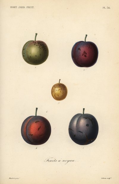 Plommon och katrinplommon, Prunus domestica av Unbekannt