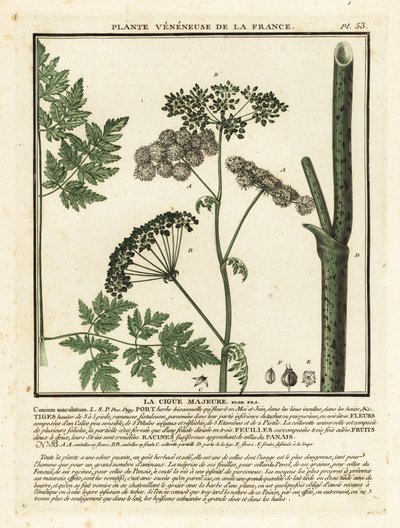 Gifthöna, Conium maculatum. av Unbekannter Künstler