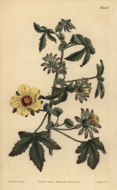 Taggig stjälk hibiskus, Hibiscus surattensis av Unbekannt