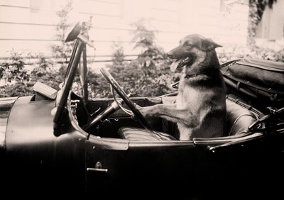 Preisgekrönter Polizeihund Alex am Steuer eines Autos von 