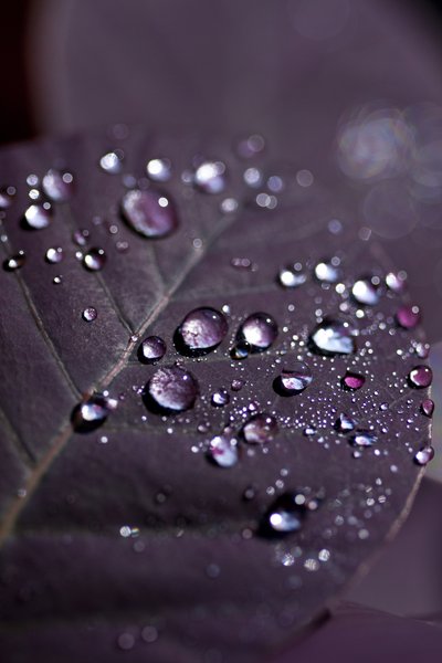 Purple Leaves II (foto) av Unbekannter Künstler