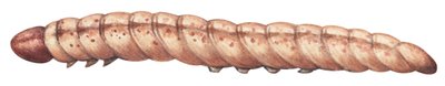 Majsborr - europeisk majsborre (Ostrinia nubilalis) av Unbekannter Künstler