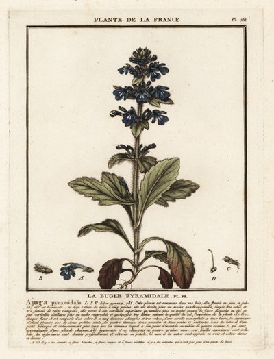 Pyramidal bugle, Ajuga pyramidalis. av Unbekannter Künstler