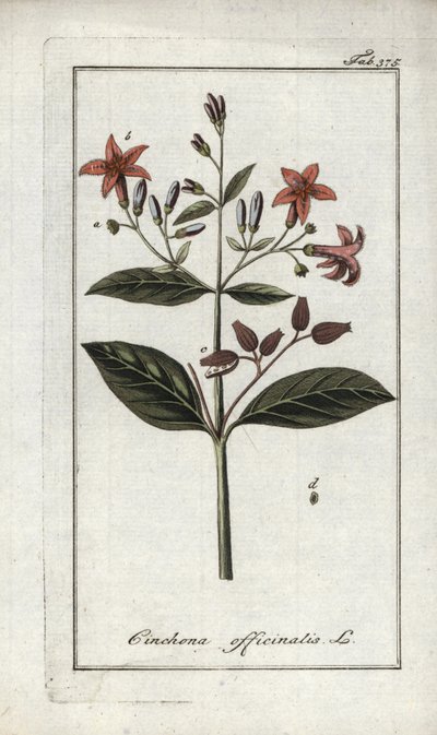 Quinquina (Cinchona officinalis). Litografi från "Afbeelding der Artseny-Gewassen" av Johannes Zorn (1739-1799), Nederländerna av Unbekannter Künstler