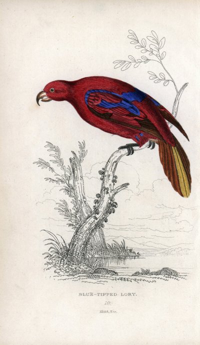 Röd lori, Eos rubra. Psittacus caeruleatus. Litografi av Joseph Kidd, baserad på en teckning av John Audubon, i Miscellany of Natural History: Parrots, Sir Thomas DiK Lauder and Captain Thomas Brown, utgiven i Edinburgh, Skottland, 1833. av Unbekannter Künstler