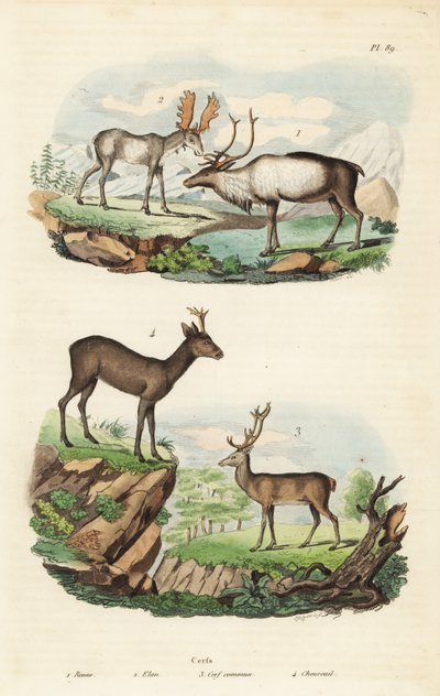 Ren, Rangifer tarandus 1, älg, Alces alces 2, kronhjort, Cervus elaphus 3 och europeisk rådjur, Capreolus capreolus 4 av Unbekannt