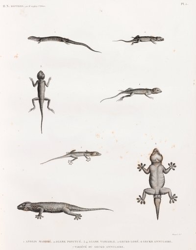 Reptiler: Ödlor och geckos av Unbekannt