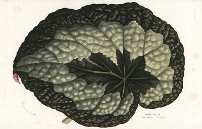 Blad av begonia rex, Begonia rex. Indien. Handkolorerad litografi från Louis van Houtte och Charles Lemaires Flowers of the Gardens and Hothouses of Europe, Flore des Serres et des Jardins de l