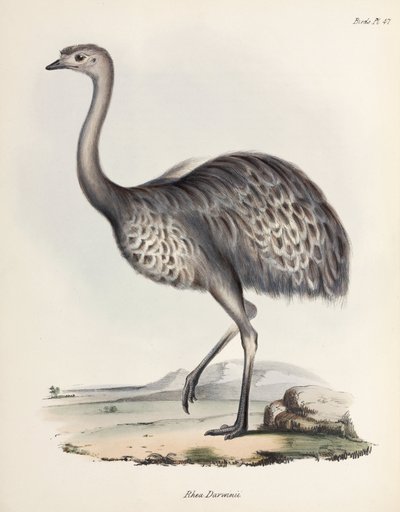 Rhea, Sydamerika, ca 1832-1836 av Unbekannter Künstler