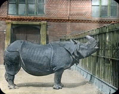 Noshörning av Unbekannter Künstler