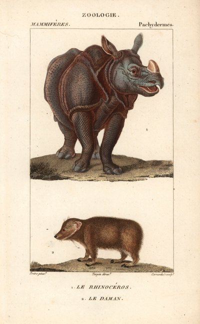Rhinoceros et daman ou clade - Eau forte av Jean Gabriel Pretre (1780-1845), graverad av Carnonkel, för Dictionary of Natural Sciences: Mammals av Frederic Cuvier, redigerad av Pierre Jean Francois Turpin (1775-1840), utgiven av F.G.Levrault, i Paris av Unbekannter Künstler