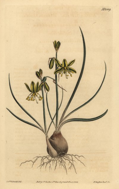 Riband albuca, Albuca vittata av Unbekannt