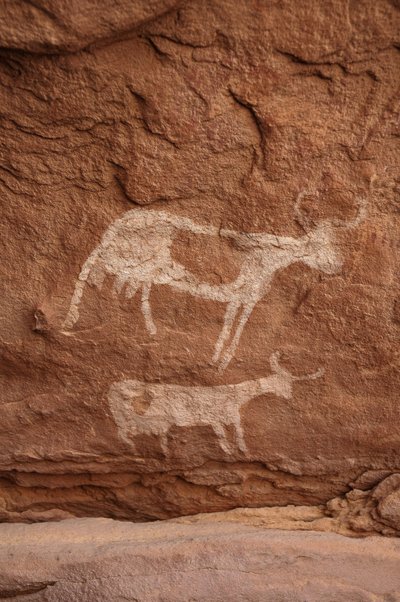 Hällkonst, förhistoria: Stenmålning av två kor med stora horn (långt horn) i ett utsmyckat skydd, i Uweinat-massivet, Sudan (Karkur-Talh eller Karkur Talh). Period från 8000 till 3000 år f.Kr. Fotografi av Unbekannt