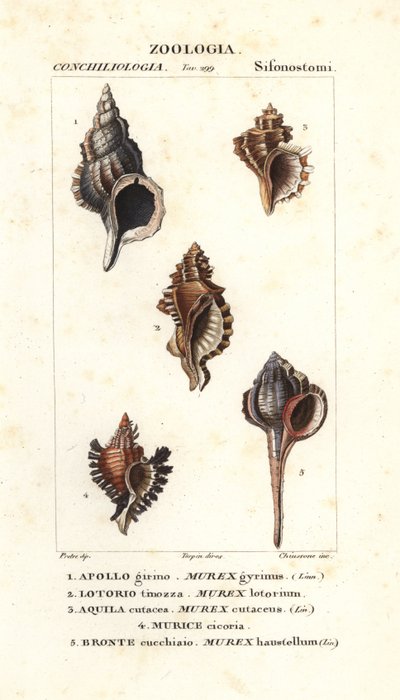 Klippsnäckor från Jussieus "Dictionary of Natural Science", Florens, Italien av Unbekannter Künstler