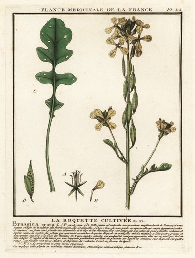Raket eller ruccola, Eruca vesicaria. av Unbekannter Künstler