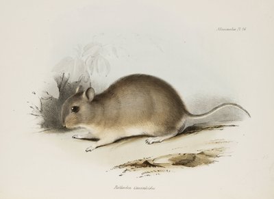 Gnagare, c 1832-1836 av Unbekannter Künstler