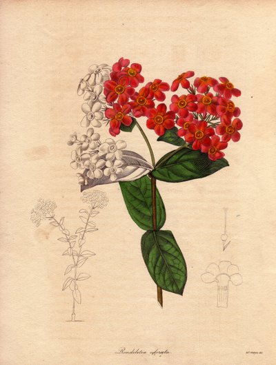 Rondeletie ecarlate eller doftande (Rondeletia odorata). Buske från Panama och Kuba, buskig och vintergrön, 2 till 3 meter hög och blommade på våren med rosa och gulorange blommor, mycket väldoftande. Illustration av Augusta Innes Withers (1 av Unbekannter Künstler