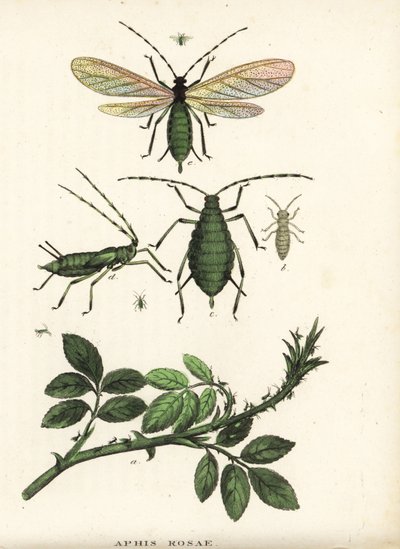 Rosenbladlus, Aphis rosae, på rosenbuske. Handkolorerad litografi från Georg Friedrich Treitschkes naturhistoriska galleri, Naturhistorischer Bildersaal des Thierreiches, Liepzig-1842. av Unbekannter Künstler