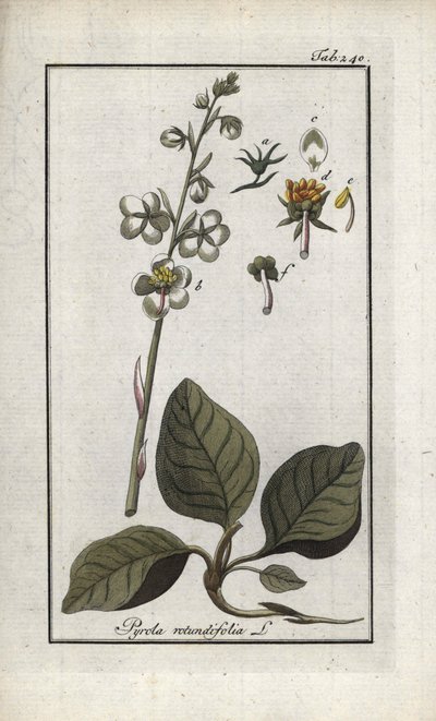 Rundbladig pyrol (Pyrola rotundifolia). Litografi från "Afbeelding der Artseny-Gewassen" av Johannes Zorn (1739-1799), Nederländerna av Unbekannter Künstler