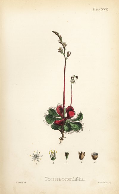 Rundbladig solduva, Drosera rotundifolia. Handkolorerad litografi av Henry Sowerby från Edward Hamiltons Flora Homeopathica, Bailliere, London av Unbekannter Künstler
