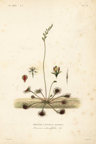 Rundbladig soldagg eller vanlig soldagg, Drosera rotundifolia, Droserie a feuilles rondes av Unbekannt