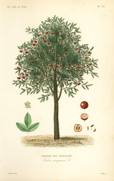 Rönn eller bergaska, Sorbus aucuparia, Sorbier of the Oiselers av Unbekannt