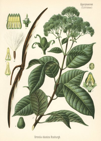 Gummiträd, Urceola elastica. Kromolitografi efter en botanisk illustration från Hermann Adolph Koehler