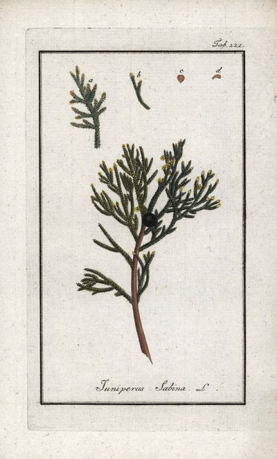 Sabinsk enbär (Juniperus sabina). Litografi från "Afbeelding der Artseny-Gewassen" av Johannes Zorn (1739-1799), Nederländerna av Unbekannter Künstler