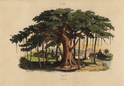 Heligt fikonträd eller peepalträd, Ficus religiosa av Unbekannt