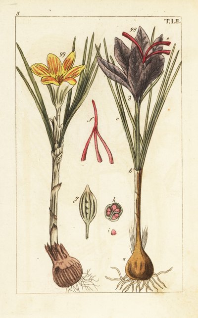 Saffranskrokus, Crocus sativus. av Unbekannter Künstler