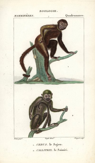 Sajou eller saphogano eller kapucinapa och saimiri eller ekorrapa - Eau forte av Jean Gabriel Pretre (1780-1845), graverad av Carnonkel, för Frederic Cuviers ordbok över naturvetenskap: däggdjur, redigerad av Pierre Jean Francois Turpin (1775-1840), publ. av Unbekannter Künstler