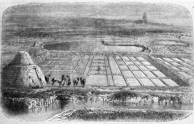 Saltproduktion: saltkärr (saltlösning) i södra Frankrike. 1800-talsgravyr av Unbekannt