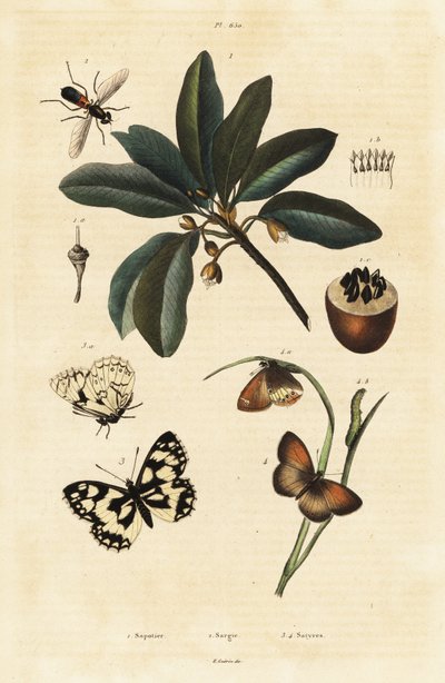 Sapodilla och nattfjärilar. av Unbekannter Künstler