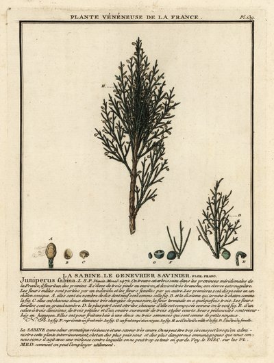 Savin enbär eller savin, Juniperus sabina. av Unbekannter Künstler