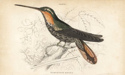 Sågnäbbad eremit, Ramphodon naevius (Fläckig sågnäbbad kolibri). Handkolorerad stålgravyr av William Lizars från Sir William Jardine