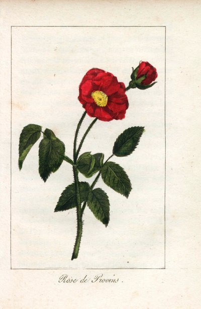 Scharlakansröd Provence-ros, ros från Provins, Rosa gallica. Handkolorerat kopparstick av en illustration av Miss Prudhomme från "Hommage rendu a la Rose", Paris, cirka 1815. En presentbok med rosens historia och ett dussin botaniska miniatyrer. av Unbekannter Künstler