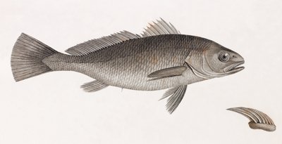 Vetenskapsörn av Unbekannt